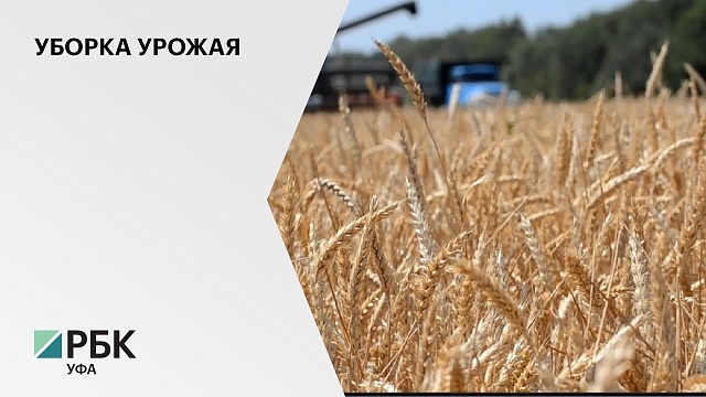 Излишки зерна от нового урожая могут составить до 700 тыс. тонн в Башкортостане
