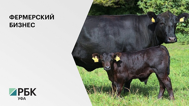 В Аскинском районе РБ построят ферму по выращиванию абердин-ангусской породы коров