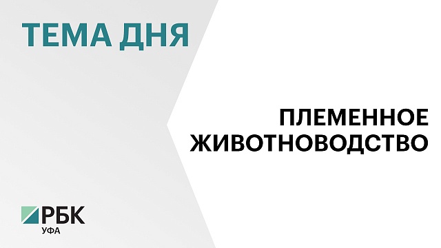 Более 2 тыс. голов крупного рогатого скота готовы реализовать племенные предприятия Башкортостана