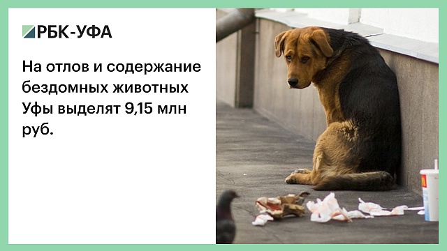 На отлов и содержание бездомных животных Уфы выделят 9,15 млн руб.