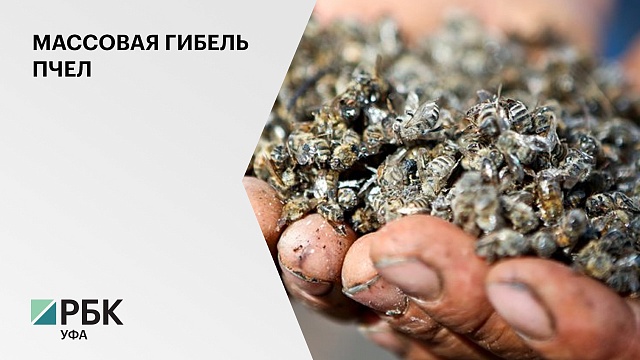В Башкортостане подсчитывают ущерб от массовой гибели пчел в южных районах