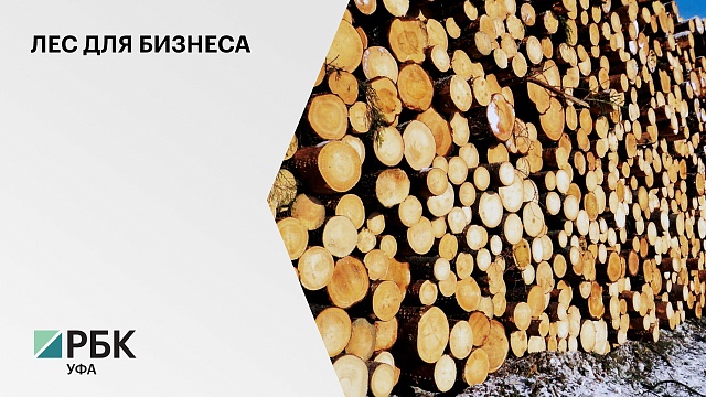 Минлесхоз РБ выставил на аукцион 96 лотов с общим объемом заготовки древесины 100,4 тыс. куб.м.
